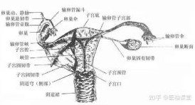 Hắc Hoàng Hắc Hoàng