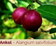 Tô Bạch Y - Quân Hữu Vân Tô Bạch Y - Quân Hữu Vân